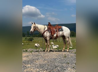 More ponies/small horses, Mare, 9 years, 13.2 hh