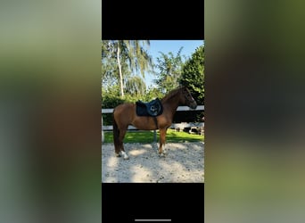 More ponies/small horses, Mare, 9 years, 14,2 hh, Chestnut-Red