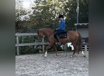 More ponies/small horses, Mare, 9 years, 14,2 hh, Chestnut-Red