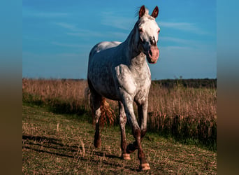 More ponies/small horses Mix, Mare, 9 years, 14.2 hh, Roan-Red