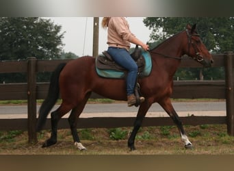 More ponies/small horses Mix, Mare, 9 years, 14.3 hh, Brown