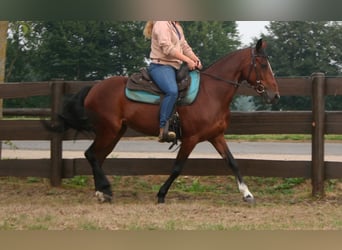 More ponies/small horses Mix, Mare, 9 years, 14.3 hh, Brown