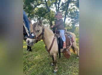 More ponies/small horses, Mare, 9 years, 8.1 hh, Buckskin