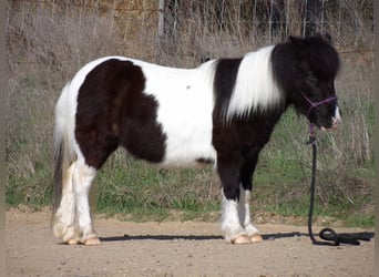 More ponies/small horses, Mare, 9 years