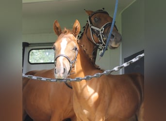 More ponies/small horses, Mare, Foal (03/2024), 13,2 hh, Chestnut-Red