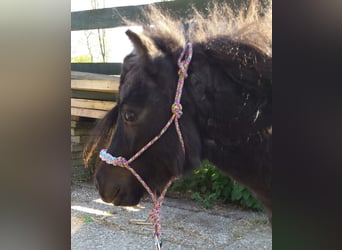 More ponies/small horses, Stallion, 10 years, 7.3 hh, Black