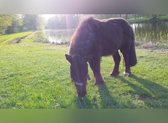 More ponies/small horses, Stallion, 10 years, 7.3 hh, Black