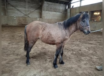 More ponies/small horses, Stallion, 1 year, 10.1 hh, Brown Falb mold