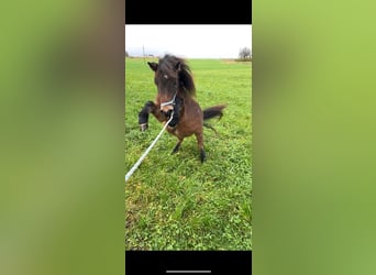 More ponies/small horses Mix, Stallion, 1 year, 11.2 hh, Roan-Bay