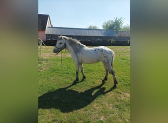 More ponies/small horses, Stallion, 1 year, 13.1 hh, Leopard-Piebald