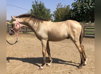 More ponies/small horses, Stallion, 1 year, 14 hh, Buckskin