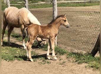 More ponies/small horses, Stallion, 1 year, 14 hh, Buckskin