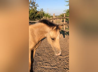 More ponies/small horses, Stallion, 1 year, 14 hh, Buckskin