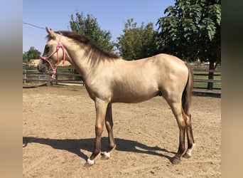 More ponies/small horses, Stallion, 1 year, 14 hh, Buckskin