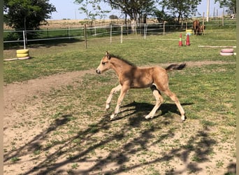 More ponies/small horses, Stallion, 1 year, 14 hh, Buckskin