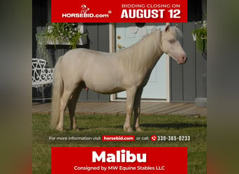 More ponies/small horses, Stallion, 1 year, 8,1 hh, Cremello