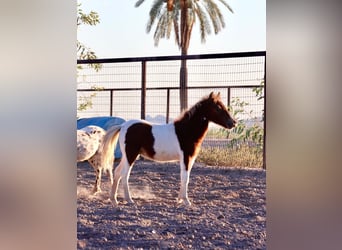 More ponies/small horses, Stallion, 1 year, 9 hh, Pinto