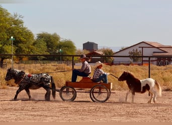 More ponies/small horses, Stallion, 1 year, 9 hh, Pinto