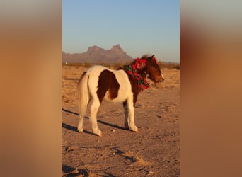 More ponies/small horses, Stallion, 1 year, 9 hh, Pinto