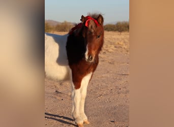 More ponies/small horses, Stallion, 1 year, 9 hh, Pinto