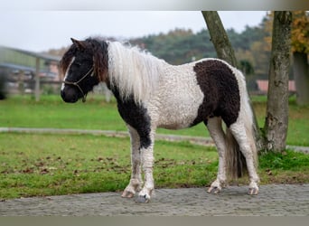 More ponies/small horses, Stallion, 2 years, 10,2 hh, Pinto