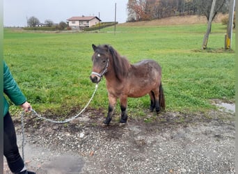 More ponies/small horses Mix, Stallion, 2 years, 11.2 hh, Roan-Bay