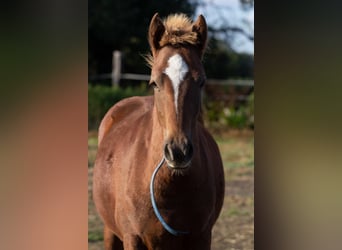 More ponies/small horses, Stallion, 2 years, 14.2 hh, Chestnut-Red