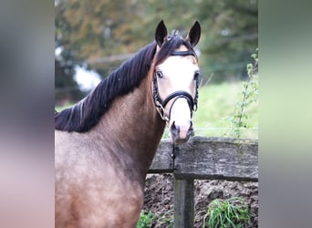 More ponies/small horses, Stallion, 2 years, 14,2 hh, Dun