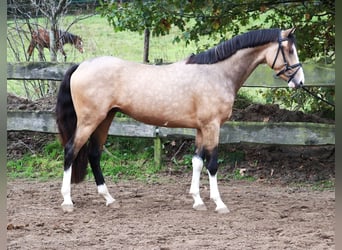 More ponies/small horses, Stallion, 2 years, 14,2 hh, Dun