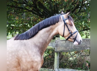 More ponies/small horses, Stallion, 2 years, 14,2 hh, Dun