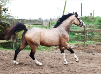 More ponies/small horses, Stallion, 2 years, 14,2 hh, Dun