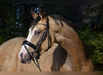 More ponies/small horses, Stallion, 2 years, 14,2 hh, Dun