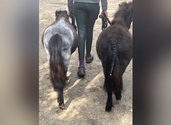 More ponies/small horses, Stallion, 2 years, 7.1 hh, Gray-Dark-Tan