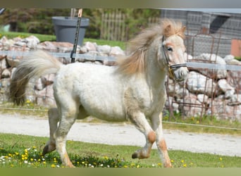 More ponies/small horses, Stallion, 2 years, 9,1 hh, Roan-Red