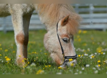 More ponies/small horses, Stallion, 2 years, 9,1 hh, Roan-Red