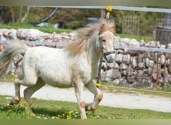 More ponies/small horses, Stallion, 2 years, 9.1 hh, Roan-Red