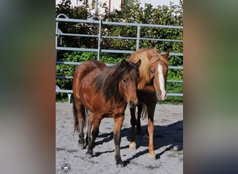 More ponies/small horses Mix, Stallion, 2 years, 9.2 hh, Brown
