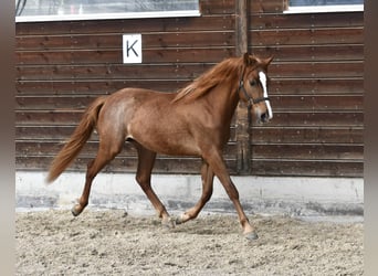 More ponies/small horses, Stallion, 2 years, Chestnut-Red