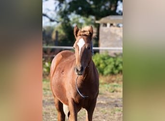 More ponies/small horses, Stallion, 3 years, 13.2 hh, Chestnut-Red