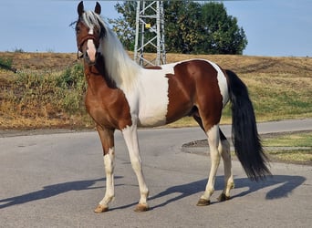 More ponies/small horses, Stallion, 3 years, 14,1 hh, Pinto