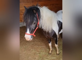 More ponies/small horses, Stallion, 4 years, 10 hh, Pinto