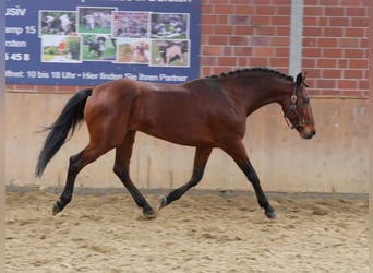 More ponies/small horses, Stallion, 6 years, 15.2 hh