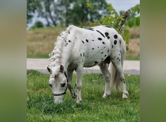 More ponies/small horses, Stallion, 7 years, 9.2 hh, Leopard-Piebald