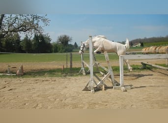 More ponies/small horses, Stallion, 9 years, 14.1 hh, Cremello