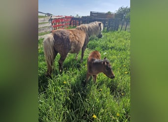 More ponies/small horses, Stallion, Foal (04/2024), 10.2 hh, Brown