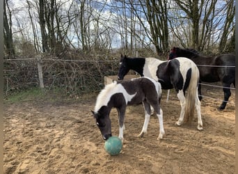 More ponies/small horses Mix, Stallion, Foal (01/2024), 10.2 hh, Pinto