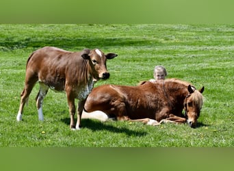 More ponies/small horses, Gelding, 10 years, 11 hh, Chestnut