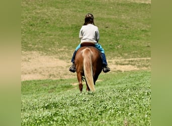 More ponies/small horses, Gelding, 10 years, 11 hh, Chestnut