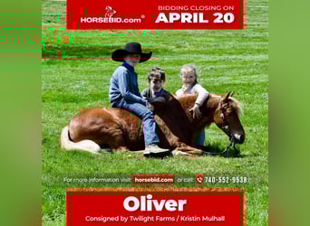 More ponies/small horses, Gelding, 10 years, 11 hh, Chestnut