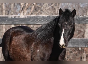 More ponies/small horses, Gelding, 10 years, 11 hh